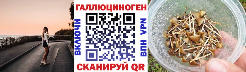 Галлюциногенные грибы Psilocybe mega tor Иннополис